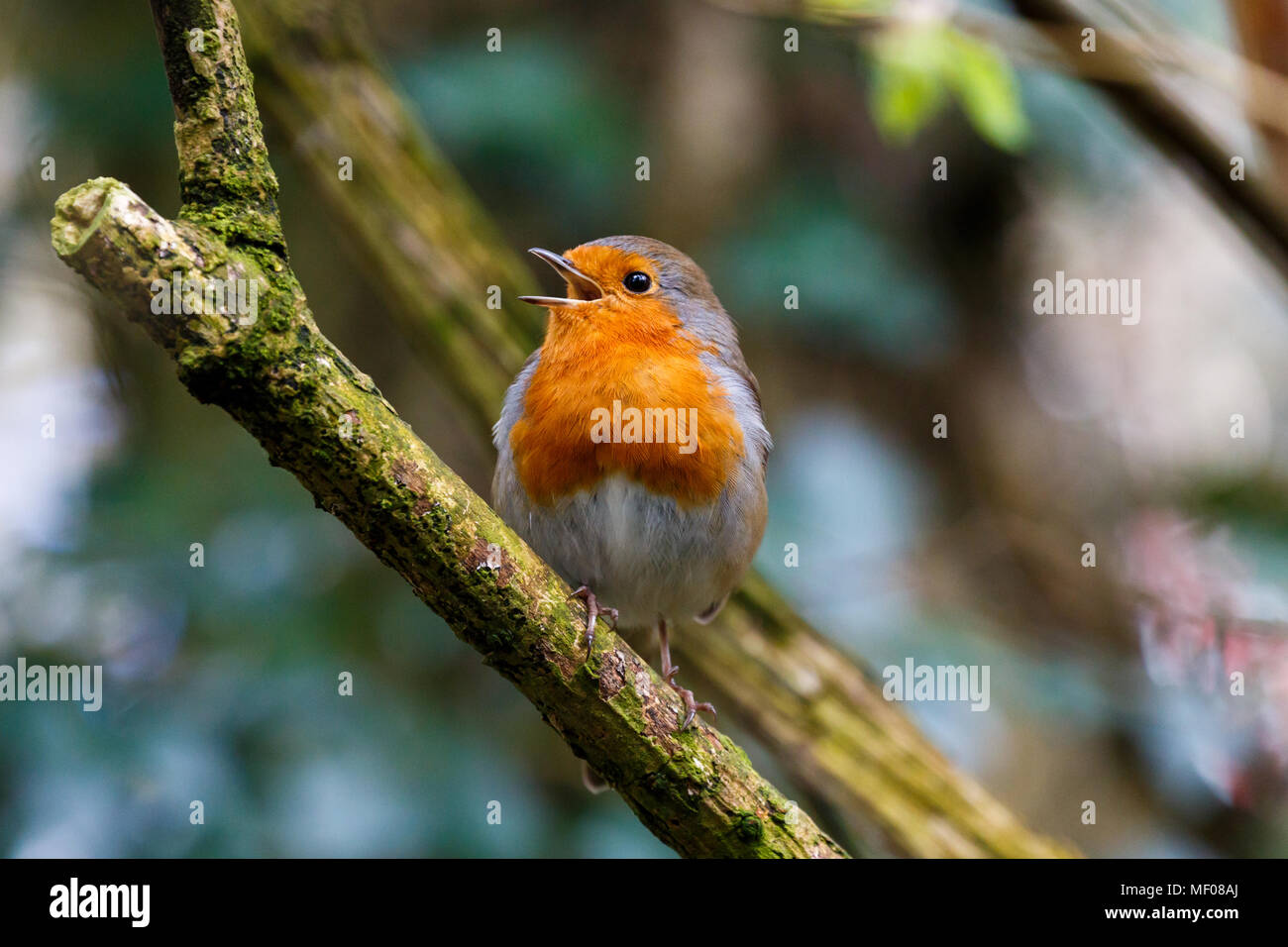 Un gros plan d'un chant Robin Redbreast dans certaines scieries dans le sud-ouest de l'Angleterre (Royaume-Uni). Banque D'Images Un gros plan d'un chant Robin Redbreast dans certaines scieries dans le sud-ouest de l'Angleterre (Royaume-Uni). Banque D'Images