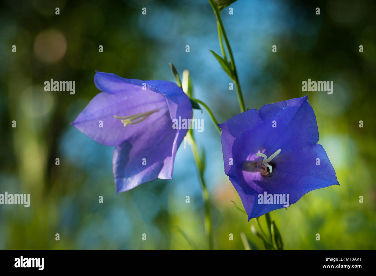 Libre de deux fleurs violettes (Campanula medium) sur un fond coloré brouillée. Banque D'Images