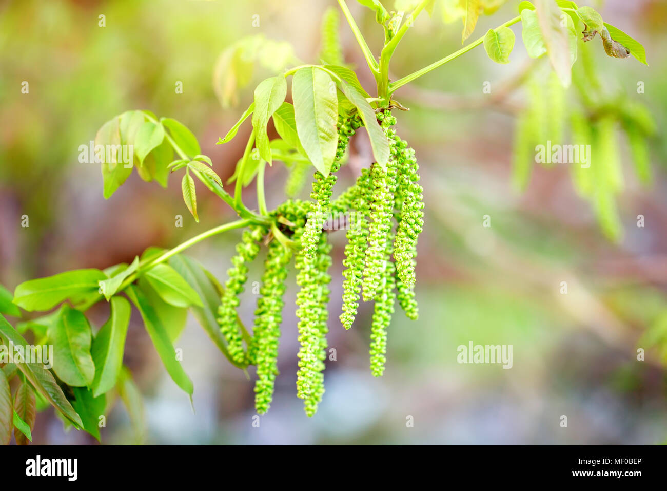 Fleurs de noyer. Noix de jeunes feuilles et inflorescence. Floral background. Le jardinage. Banque D'Images