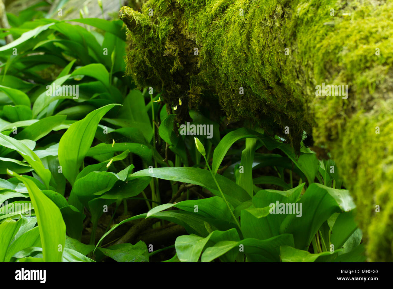 L'ail sauvage des forêts Banque D'Images