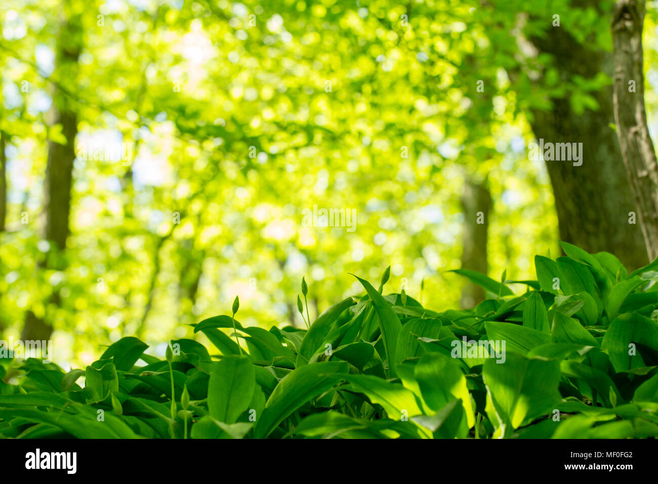 L'ail sauvage dans la forêt en croissance Banque D'Images