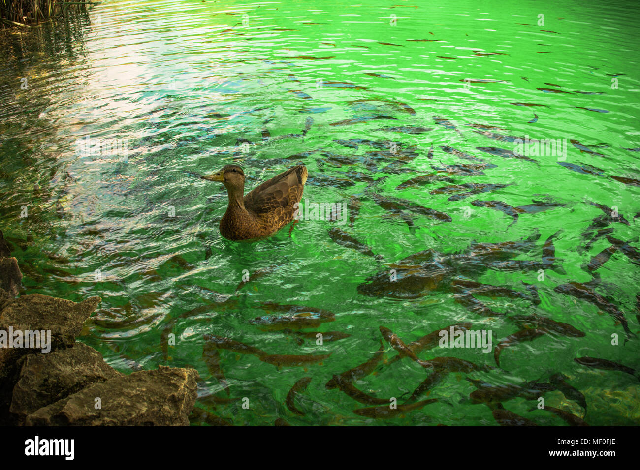 Poisson et canard dans les lacs de Plitvice, Croatie Banque D'Images