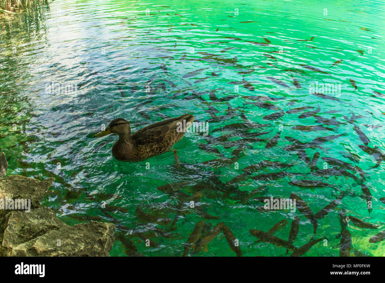 Poisson et canard dans les lacs de Plitvice, Croatie Banque D'Images