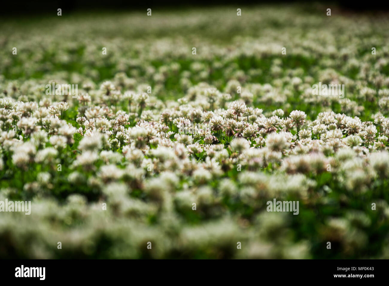Plantes fourragères à fleurs blanches Banque de photographies et d'images à  haute résolution - Alamy