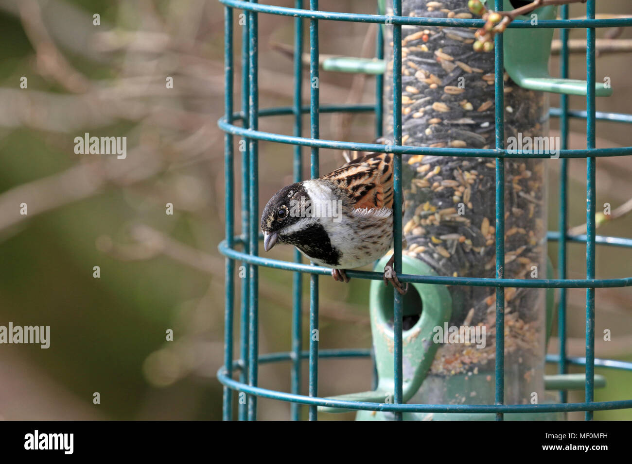 Bruant des roseaux Emberiza schoeniclus, s'alimenter à une mangeoire, England, UK. Banque D'Images