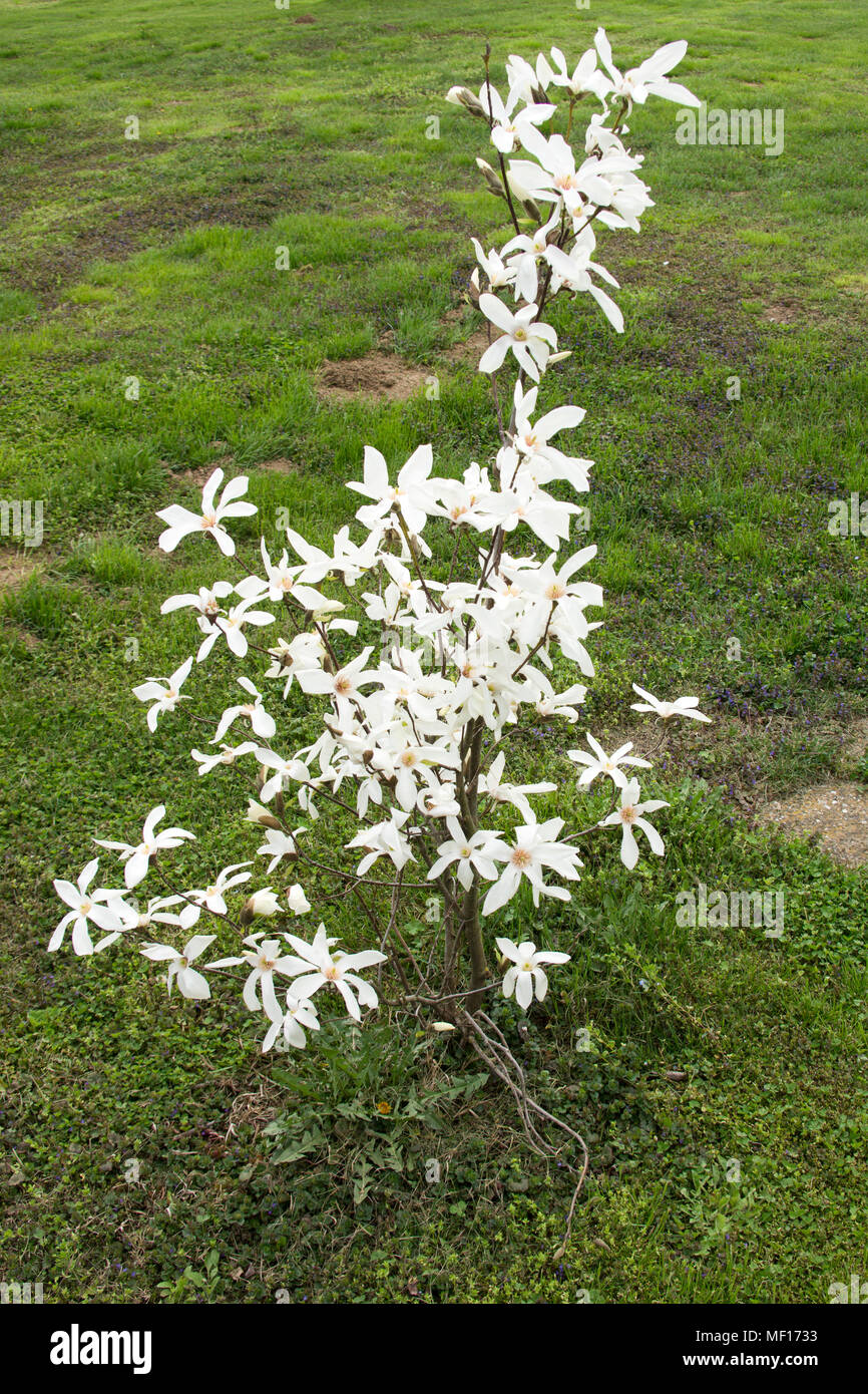 Petit arbre de la Magnolia stellata Banque D'Images