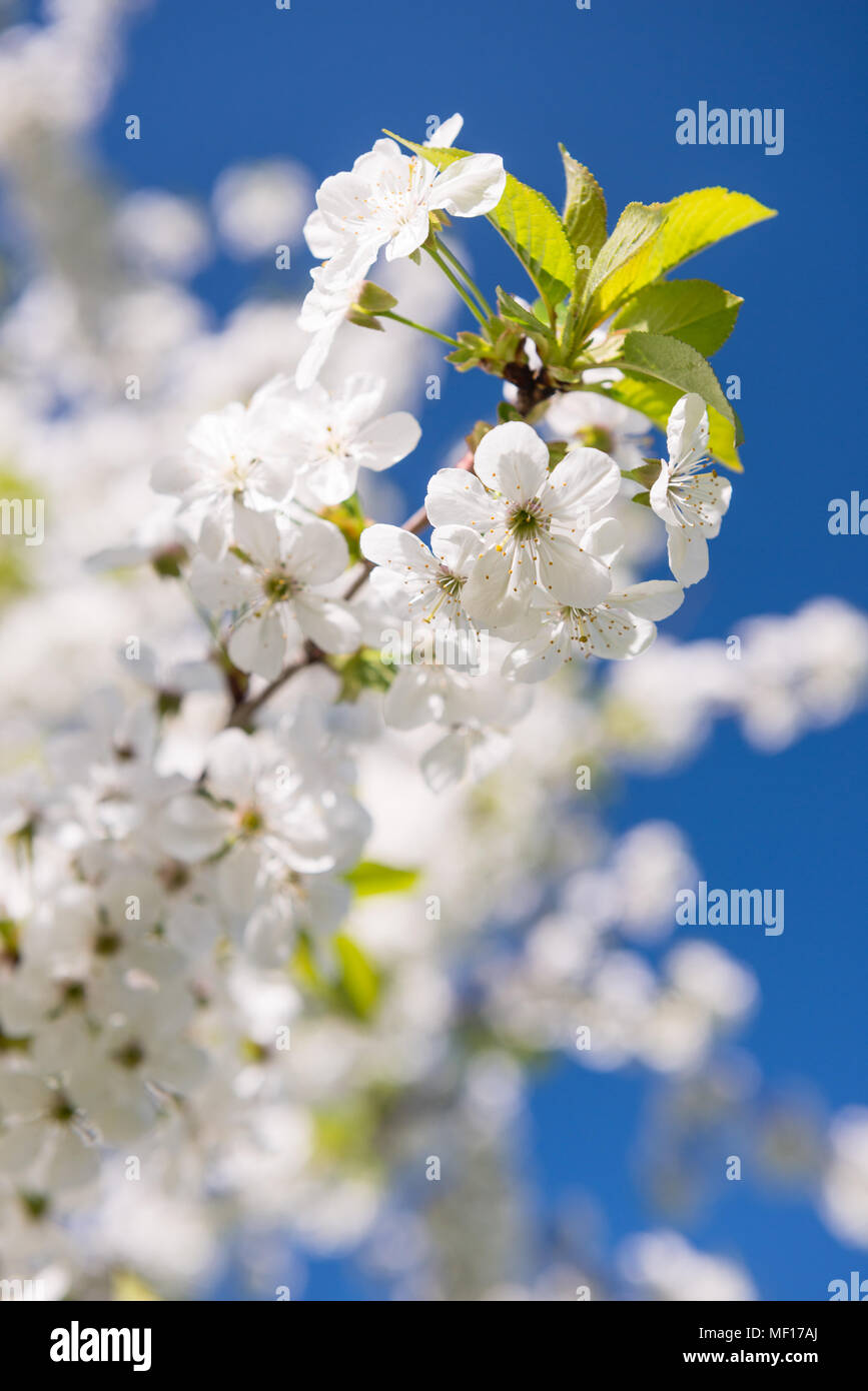Détail de fleurs de cerisier en fleurs Banque D'Images