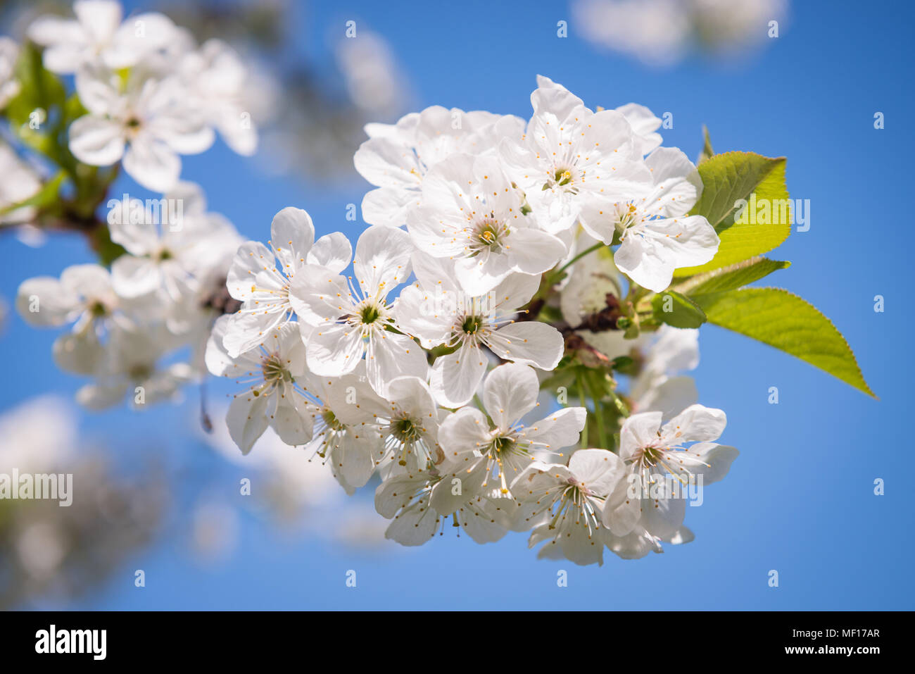 Détail de fleurs de cerisier en fleurs Banque D'Images
