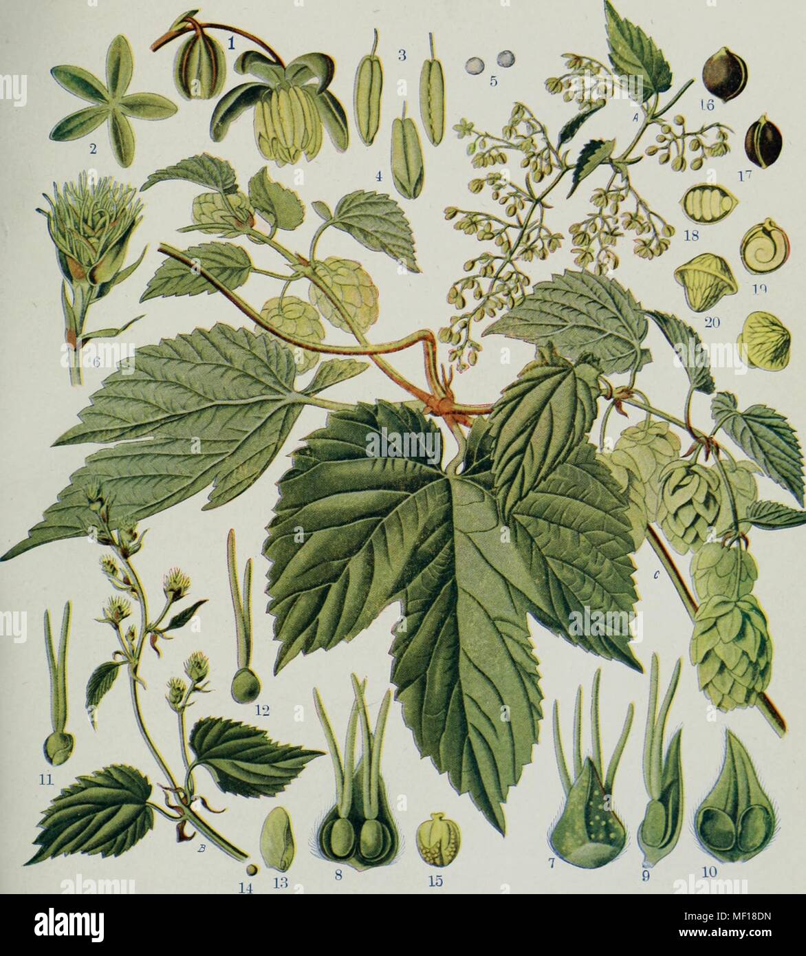 Illustration botanique détaillée d'un houblon (Humulus lupulus), 1914. Avec la permission de Internet Archive. () Banque D'Images