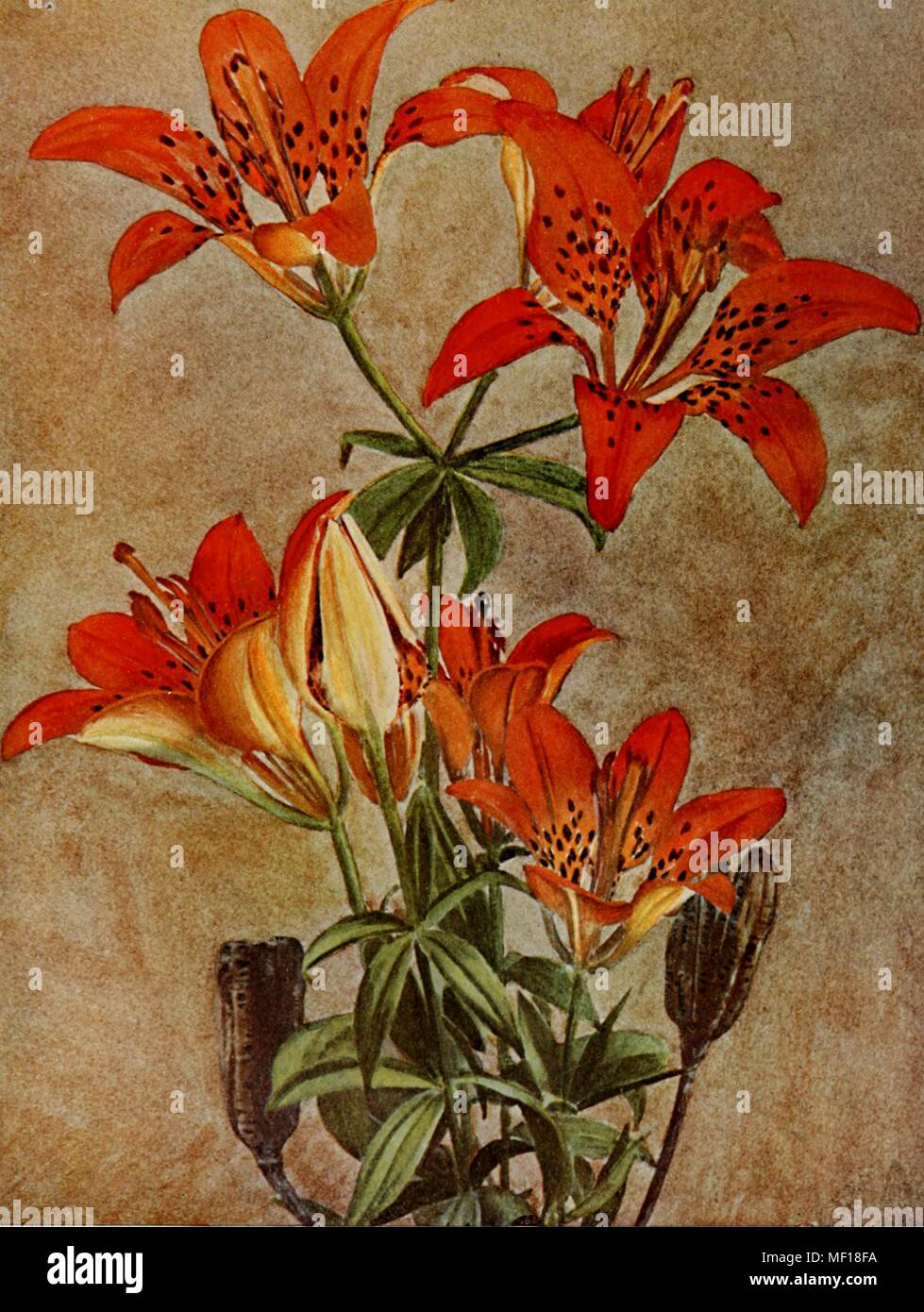 Illustration botanique d'un bois, ou Philadelphie, Lily (Lilium Lilium philadelphicum), 1914. Avec la permission de Internet Archive. () Banque D'Images