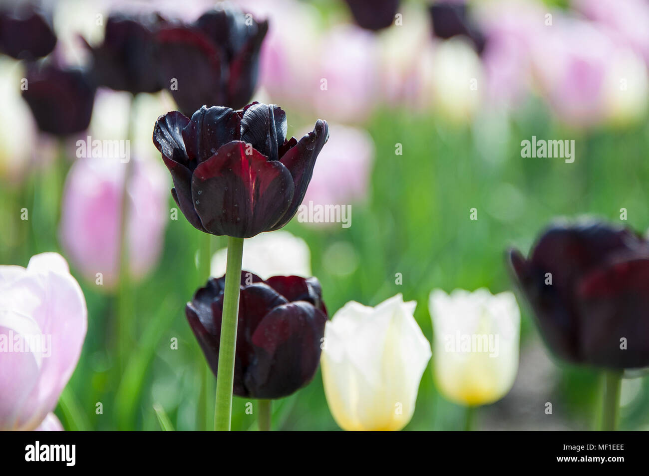La belle bourgogne en fleurs Tulipes noires dans un parc. Close up detail sur un arrière-plan flou Banque D'Images
