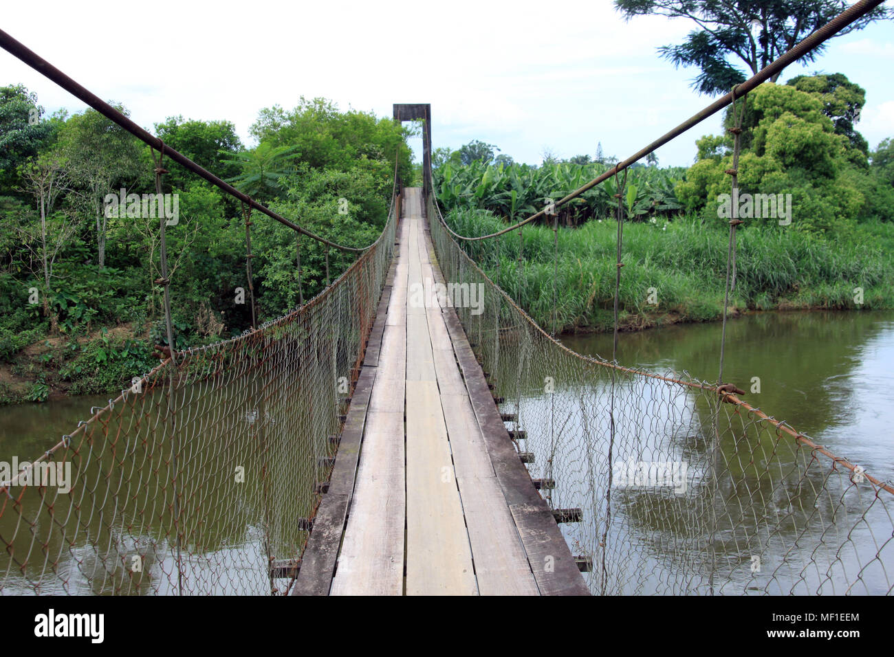 Passerelle câble en acier sur le marais avec le vert des arbres Banque D'Images