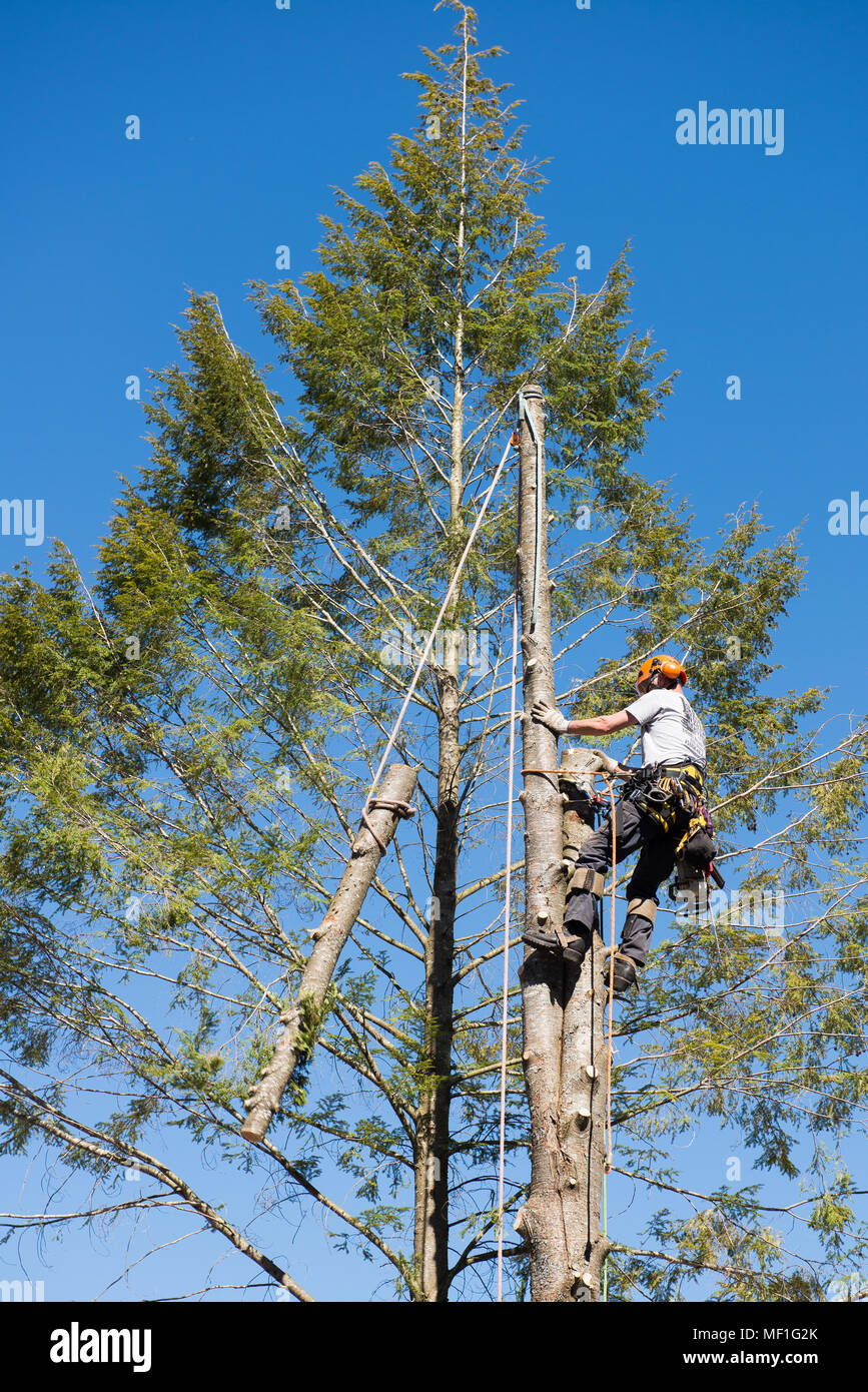 Un arboriculteur professionnel de parage et d'enlever des branches d'arbres de la pruche dans le cadre du processus de retrait des arbres. Banque D'Images