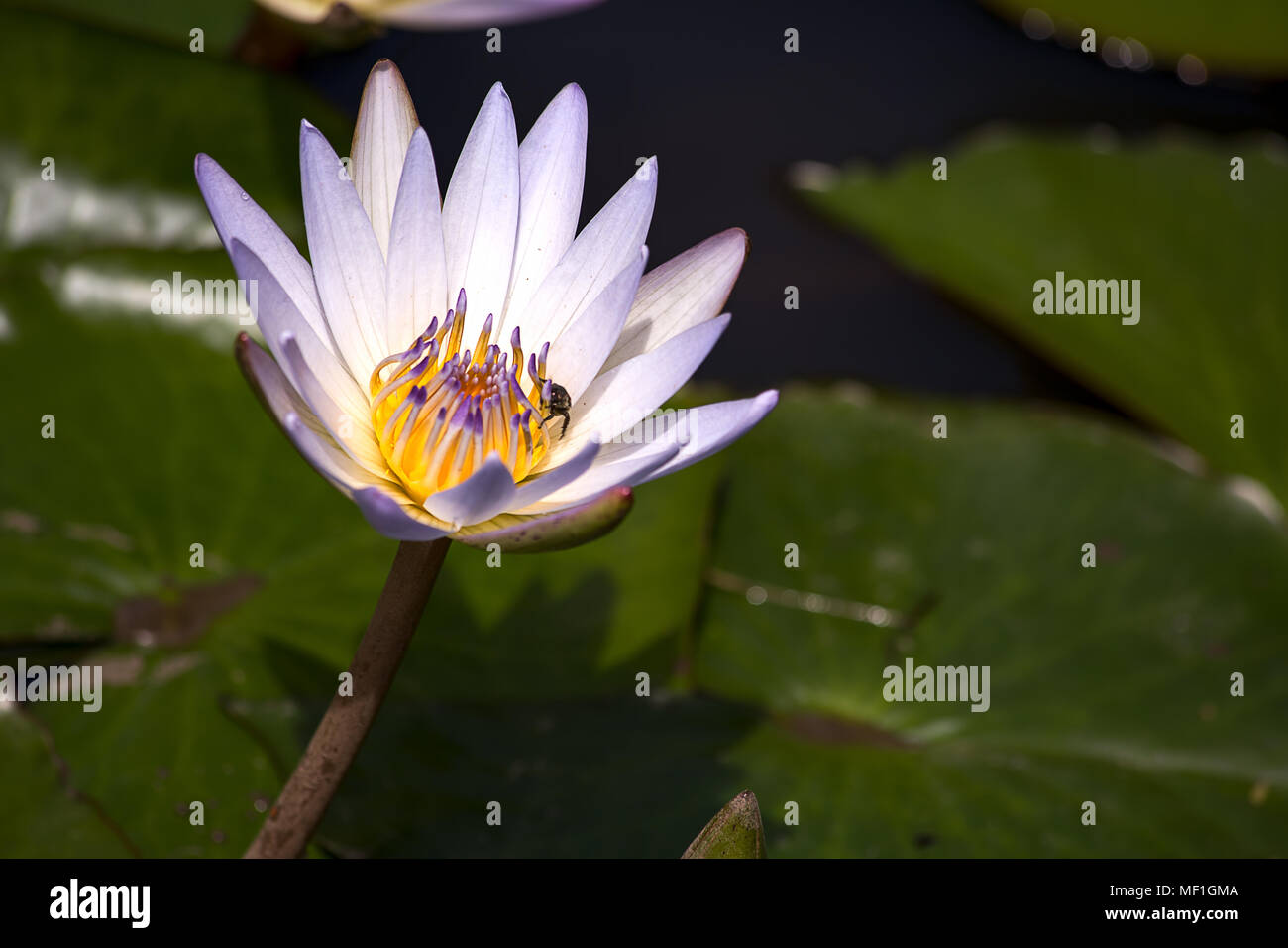 Un bug recherche de nourriture à l'intérieur d'une fleur de lotus. Banque D'Images