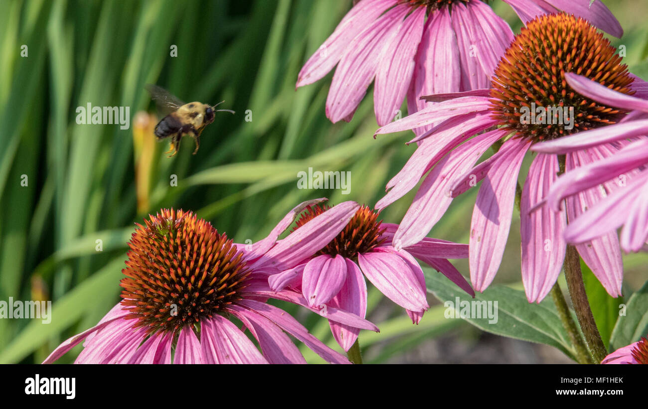 La pollinisation des abeilles fleurs cône rose Banque D'Images