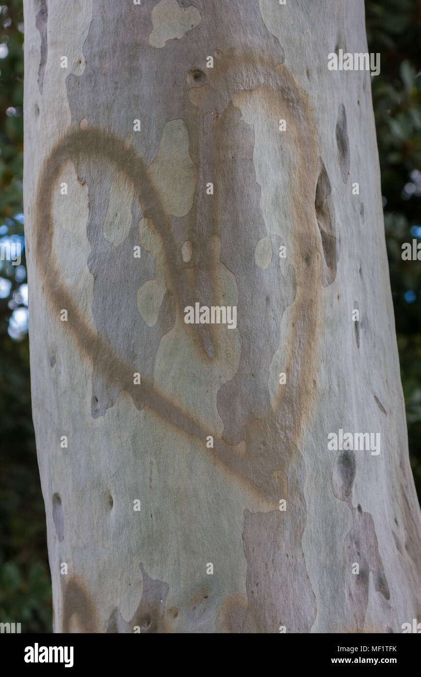 Un gum tree avec un coeur peint sur elle Banque D'Images