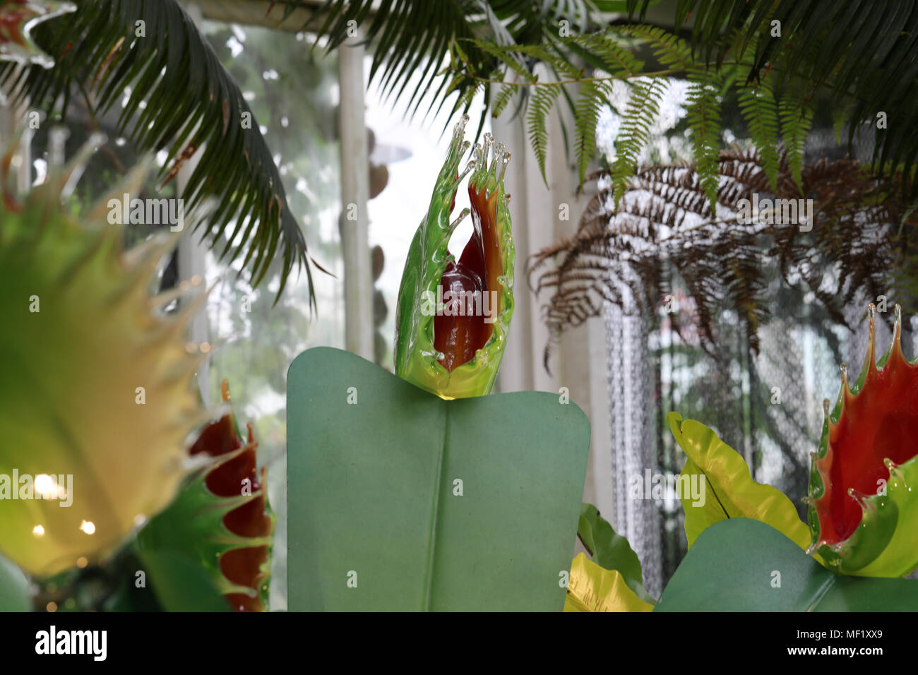 Belle, plus grand que nature, de verre aux couleurs vives Venus Fly Trap fleurs comme vu à la Phipps Conservatory Botanical Gardens. Banque D'Images