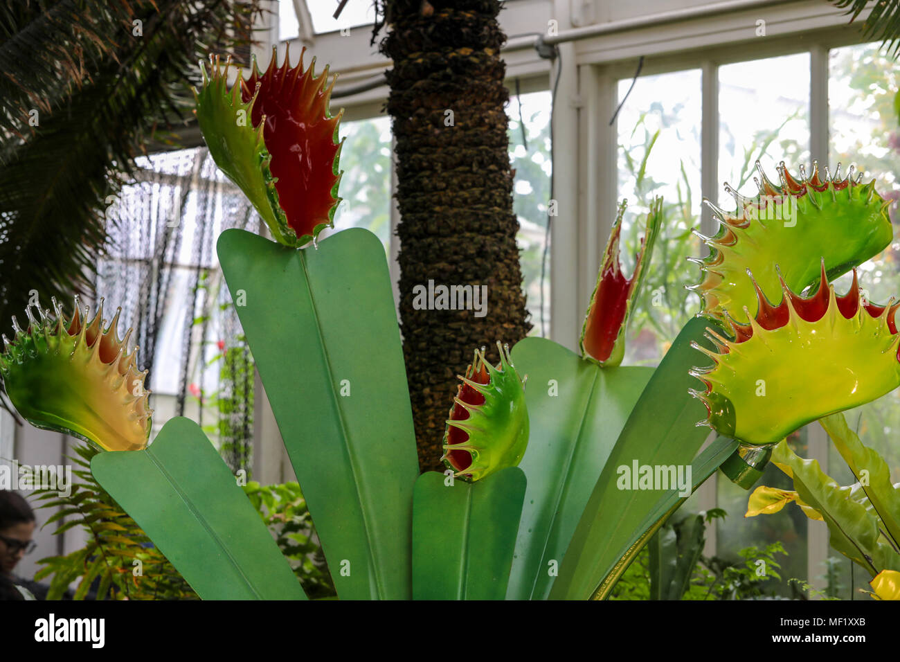 Belle, plus grand que nature, de verre aux couleurs vives Venus Fly Trap fleurs comme vu à la Phipps Conservatory Botanical Gardens. Banque D'Images