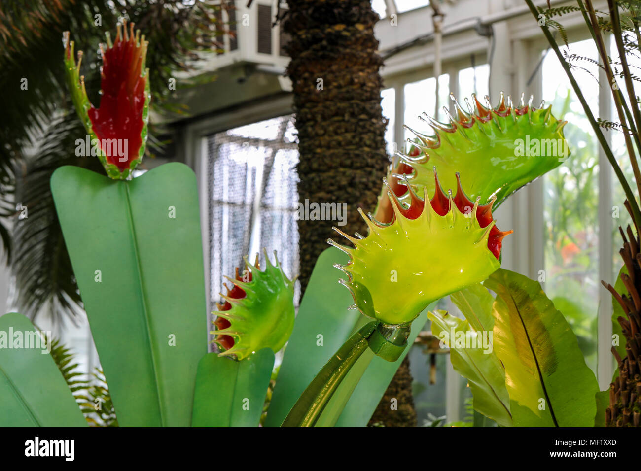 Belle, plus grand que nature, de verre aux couleurs vives Venus Fly Trap fleurs comme vu à la Phipps Conservatory Botanical Gardens. Banque D'Images