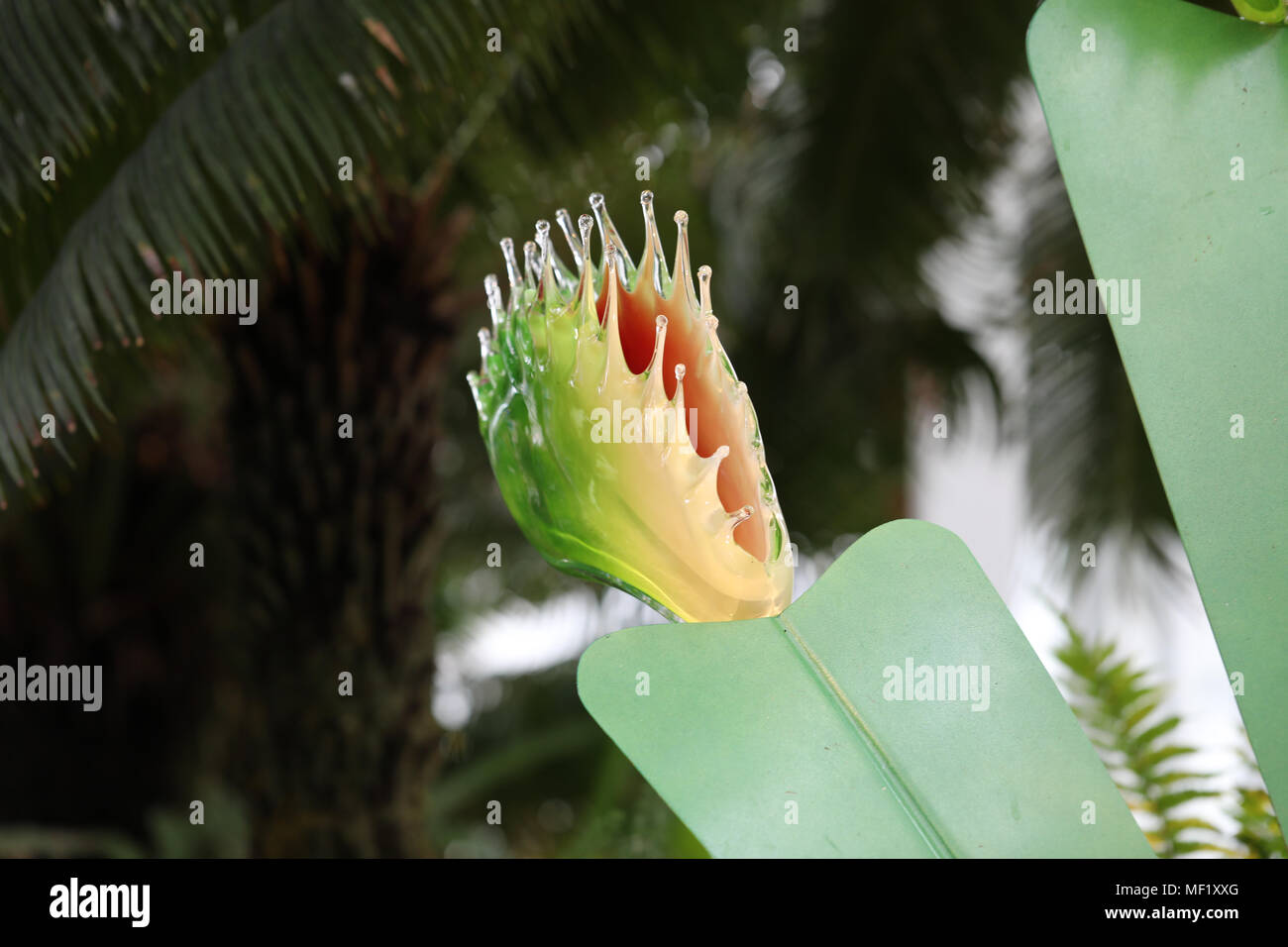 Belle, plus grand que nature, de verre aux couleurs vives Venus Fly Trap fleurs comme vu à la Phipps Conservatory Botanical Gardens. Banque D'Images