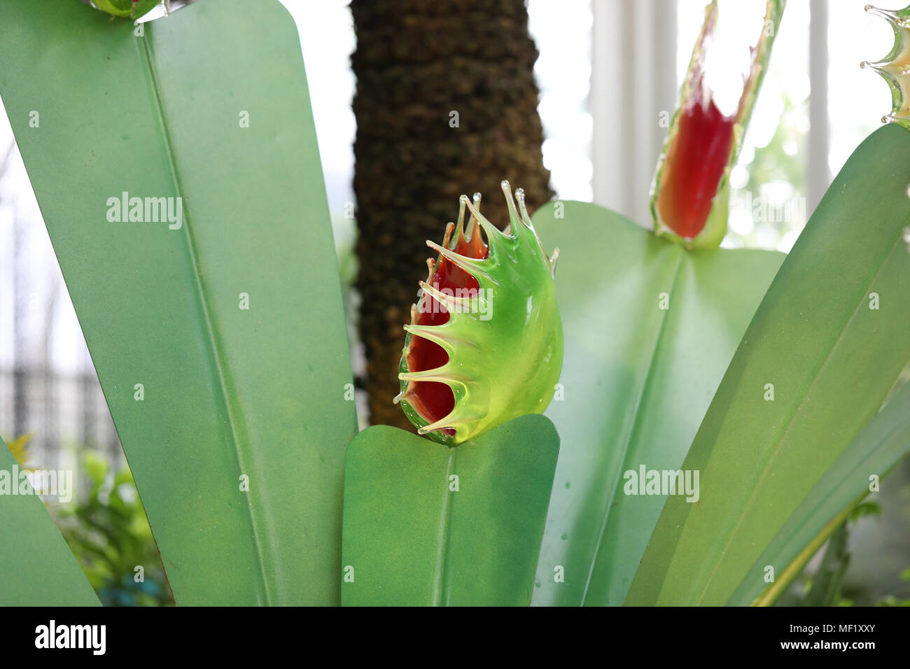 Belle, plus grand que nature, de verre aux couleurs vives Venus Fly Trap fleurs comme vu à la Phipps Conservatory Botanical Gardens. Banque D'Images