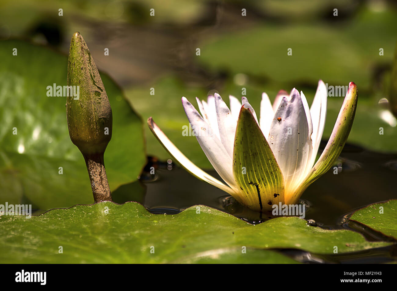 Un lotus ouvert presque totalement en dehors d'un bourgeon dans un étang. Banque D'Images