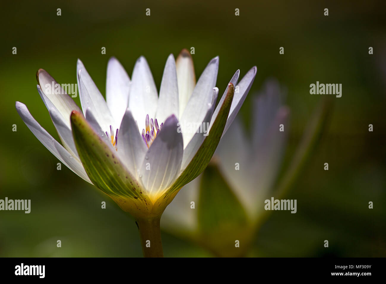 Gros plan d'une latérale white water lilly dans un étang. Banque D'Images