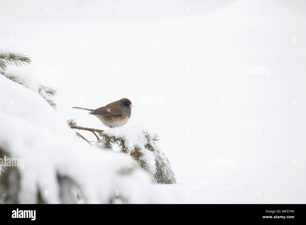 Seul le junco ardoisé oiseau perché sur la branche couverte de neige d'une épinette dans une tempête d'hiver Banque D'Images