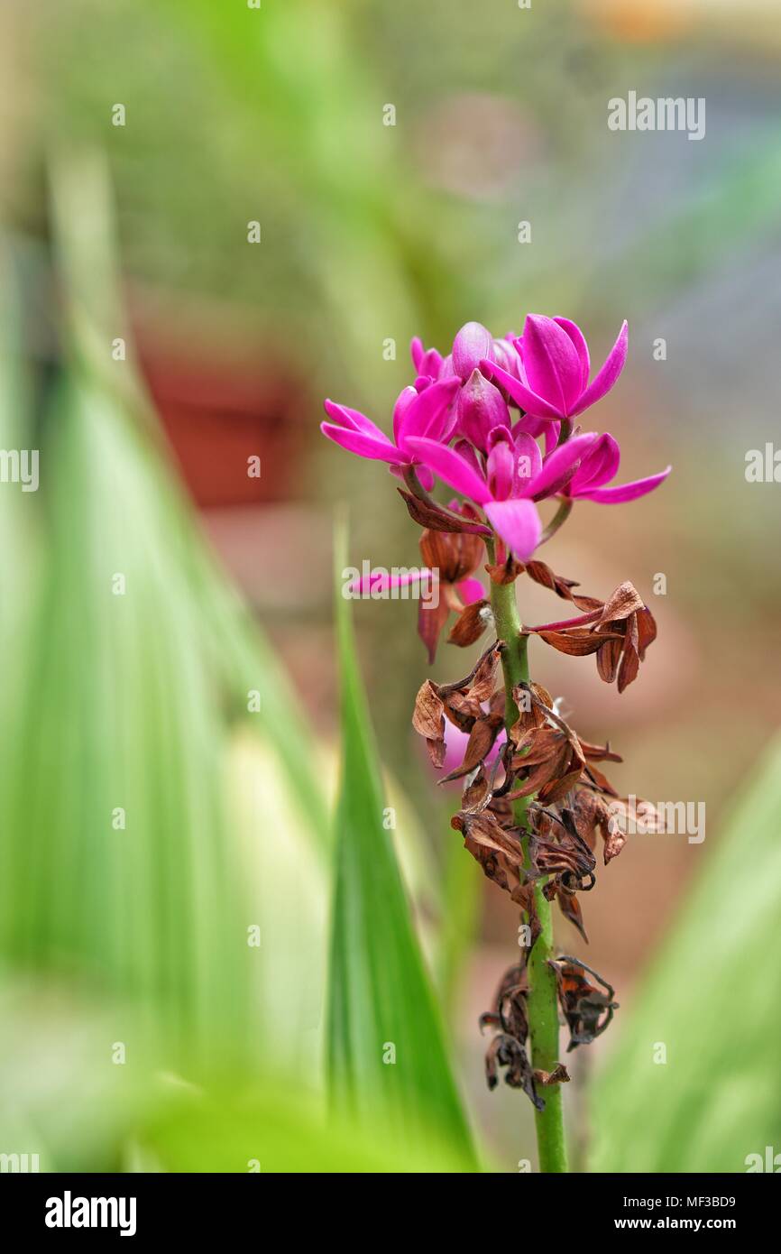 Orchidée fleur magenta Banque D'Images