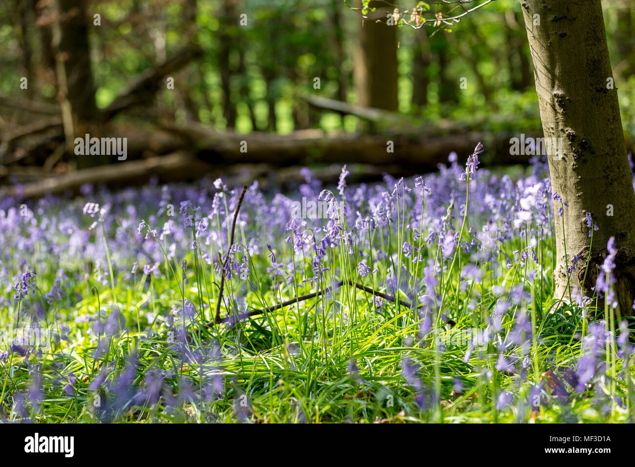 Tapis de jacinthes en bois de hêtre, Buckinghamshire, Angleterre Royaume-uni Banque D'Images