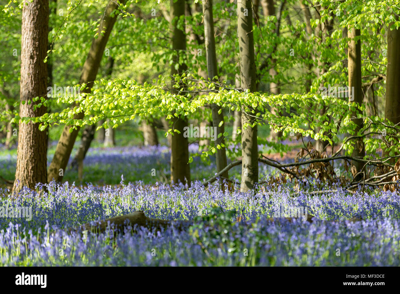 Tapis de jacinthes en bois de hêtre, Buckinghamshire, Angleterre Royaume-uni Banque D'Images