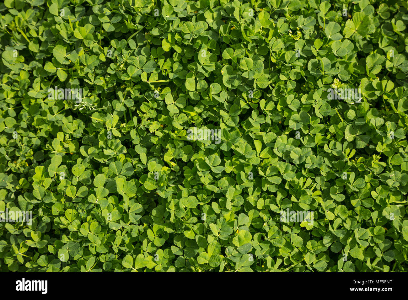 Trèfle, lotier, trèfles flore frais à l'extérieur. La nature de fond vert, haut Vue en gros plan. Banque D'Images