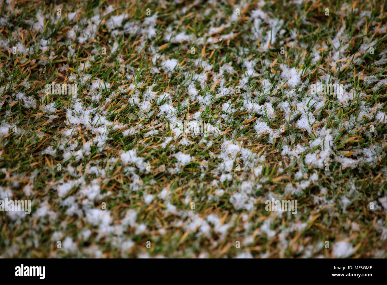 La neige blanche recouvre l'herbe verte. Nature gelés en hiver, arrière-plan, vue ci-dessus. Banque D'Images