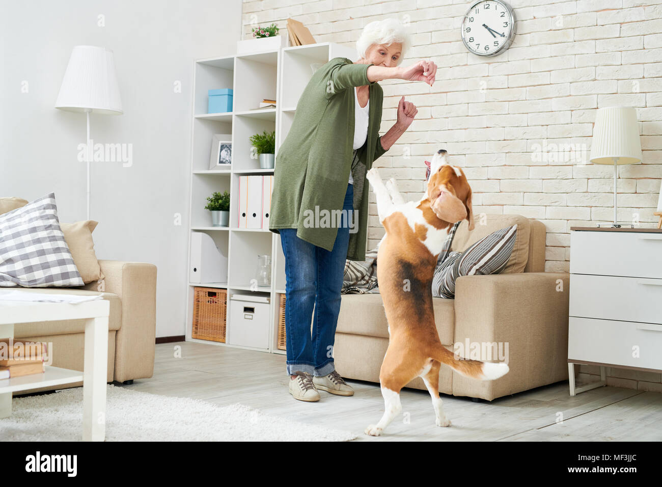 Cheerful woman moderne extatique des vêtements décontractés holding dogs traiter tout en assurant la formation de chien beagle à la maison, l'animal debout sur ses pattes de demande ad foo Banque D'Images