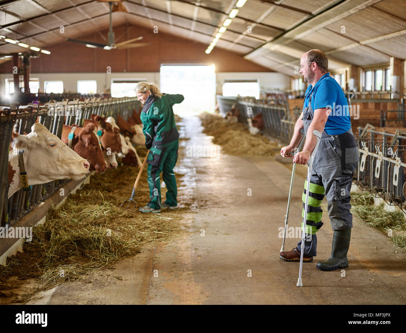 Agriculteur à béquilles regardant Woman feeding cows in stable sur une ferme Banque D'Images