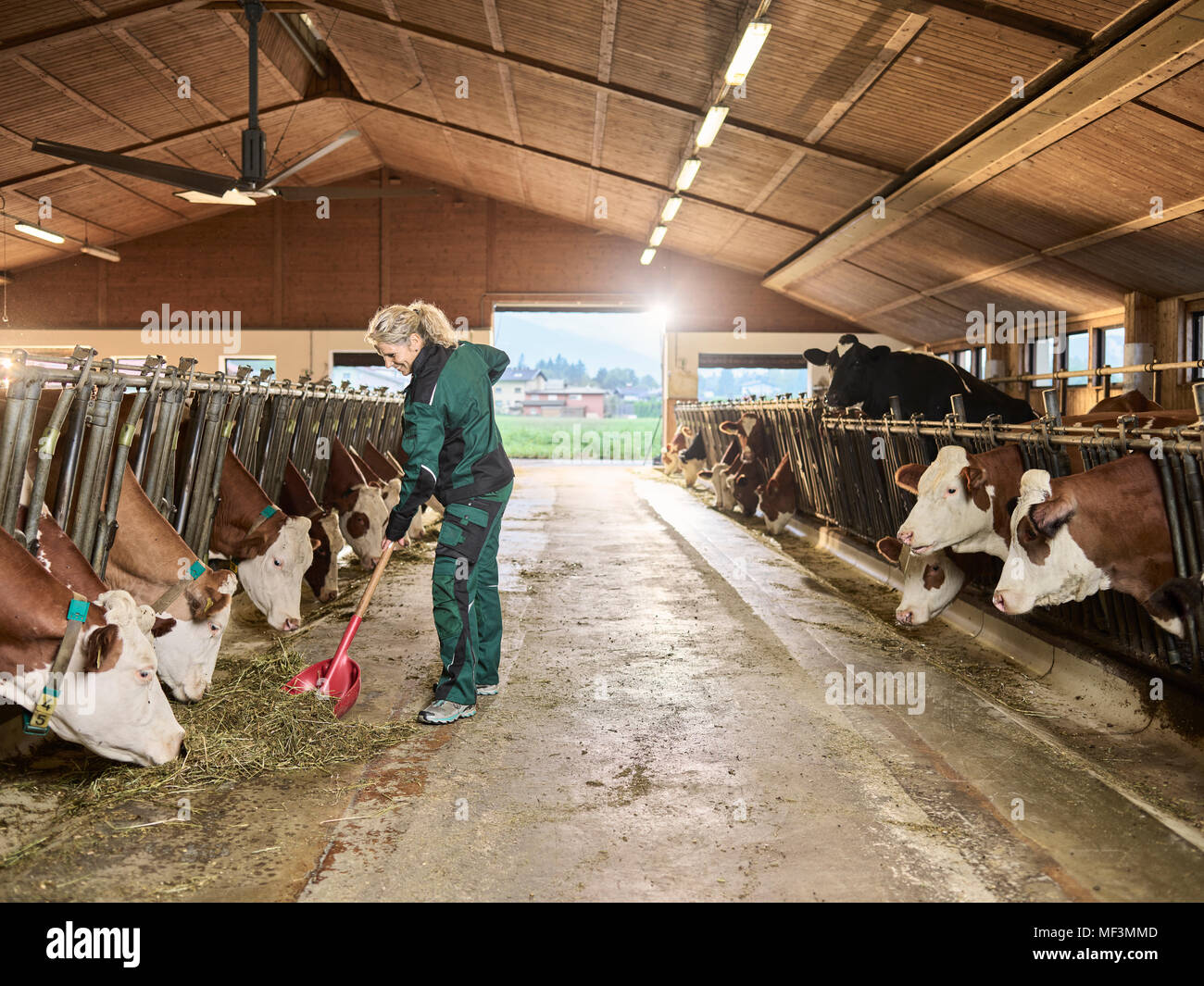 Female farmer nourrir les vaches dans une ferme stable Banque D'Images