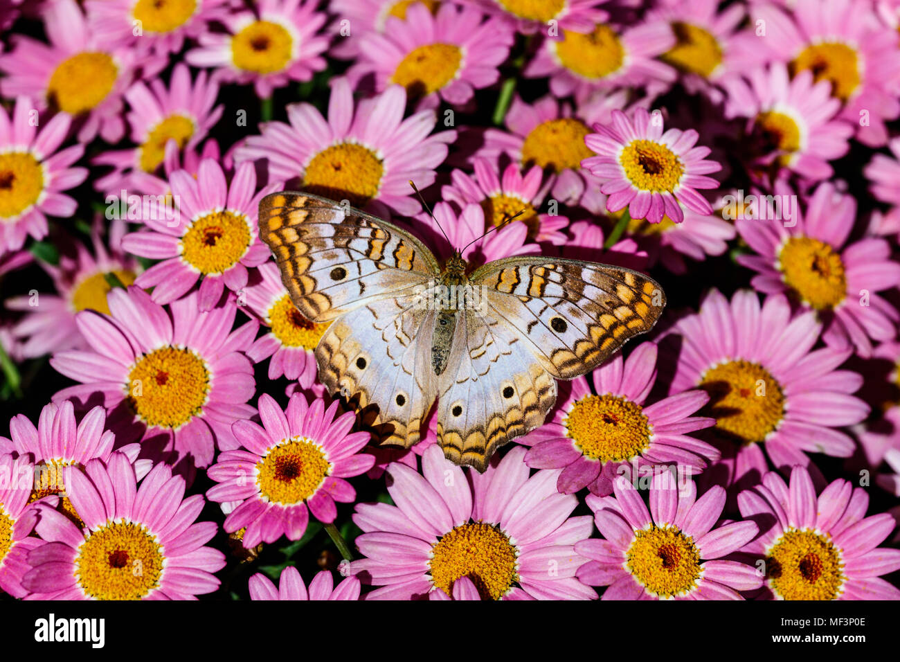 Papillon Paon blanc reposant sur un lit de fleurs rose vif à Phoenix, Arizona. Banque D'Images