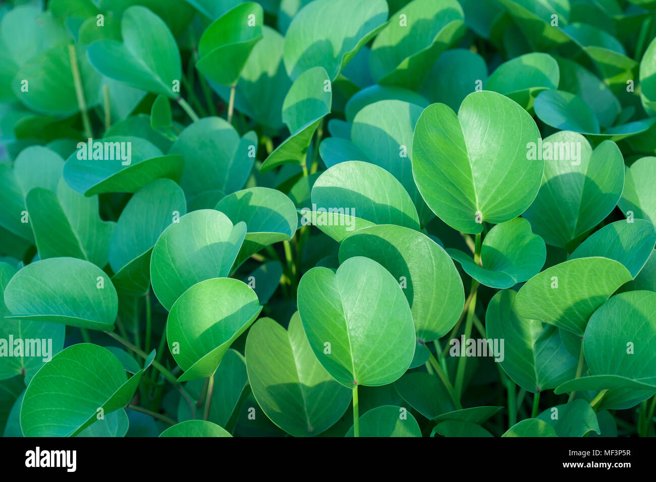 Feuilles ovales vert contexte Banque D'Images