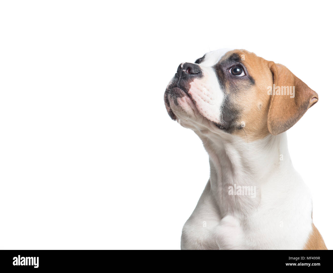American Bulldog puppy portrait looking up isolé sur fond blanc Banque D'Images