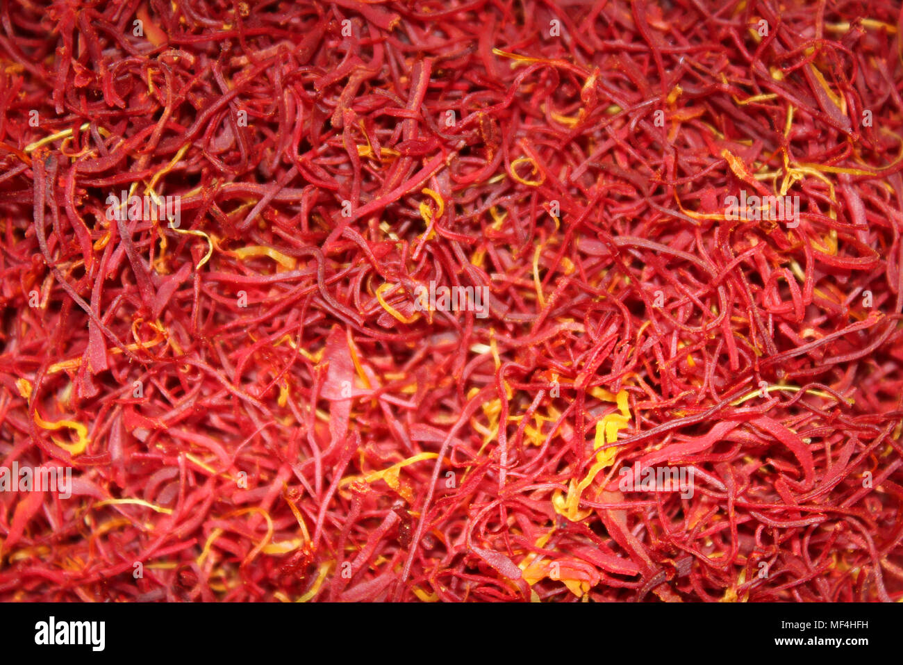 Brins de safran à partir de la fleur de crocus safran le Crocus sativus '' Banque D'Images
