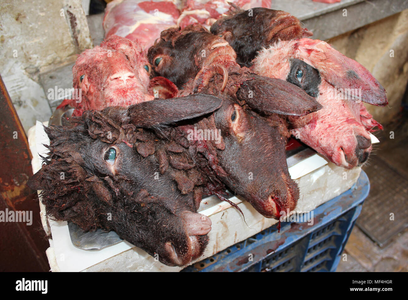 Les ovins têtes à une cabine de bouchers, Maroc Banque D'Images
