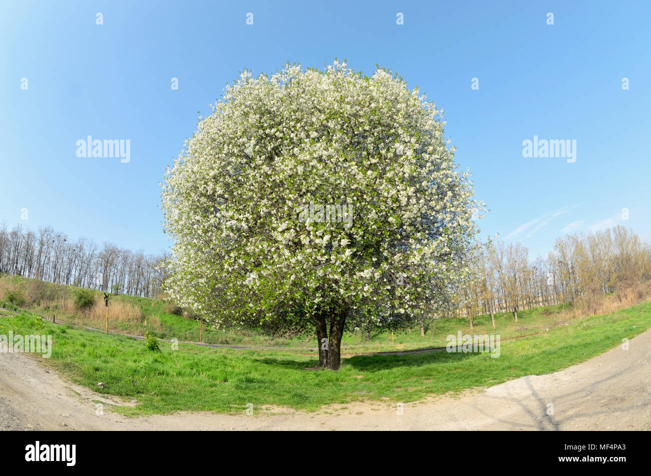 Blossoming Cherry Tree in Spring Banque D'Images