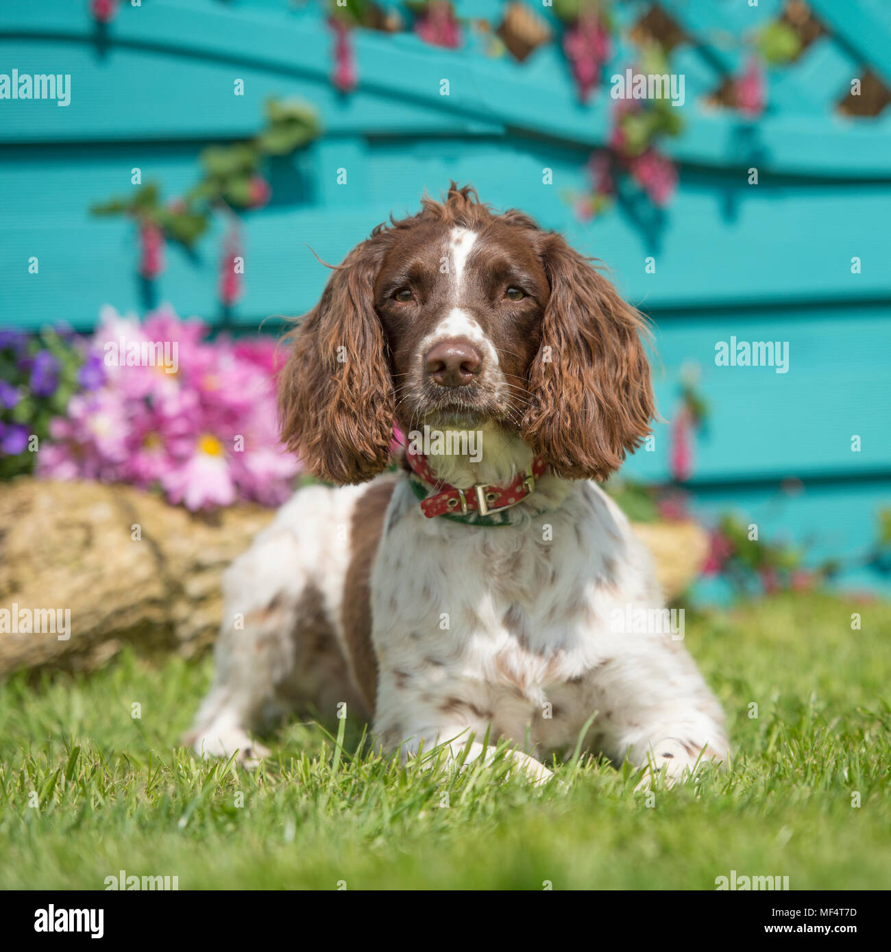 English SPRINGER SPANIEL Banque D'Images