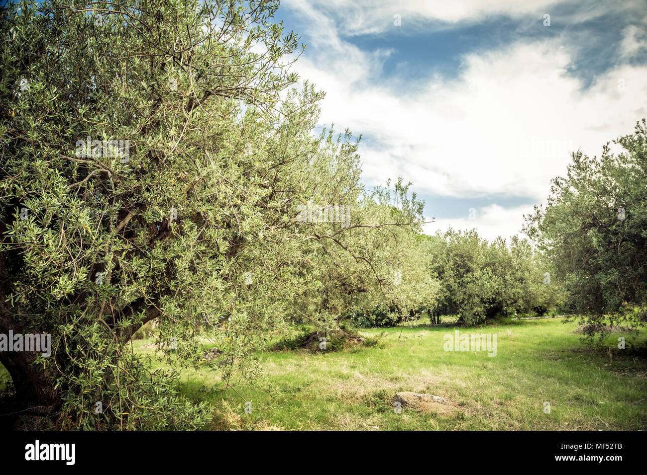 Olive Grove. Pré Vert olive, arbres et ciel nuageux Banque D'Images