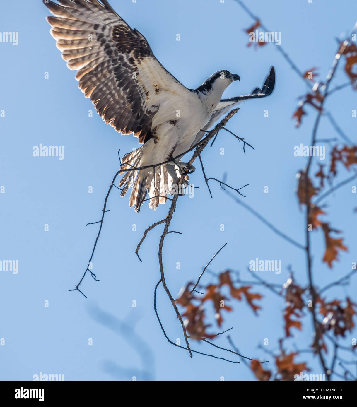 osprey volant avec une branche d'arbre dans ses griffes Banque D'Images