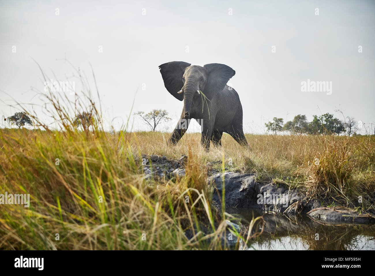 La Namibie, l'éléphant dans la région de Caprivi, vache attitude défensive Banque D'Images