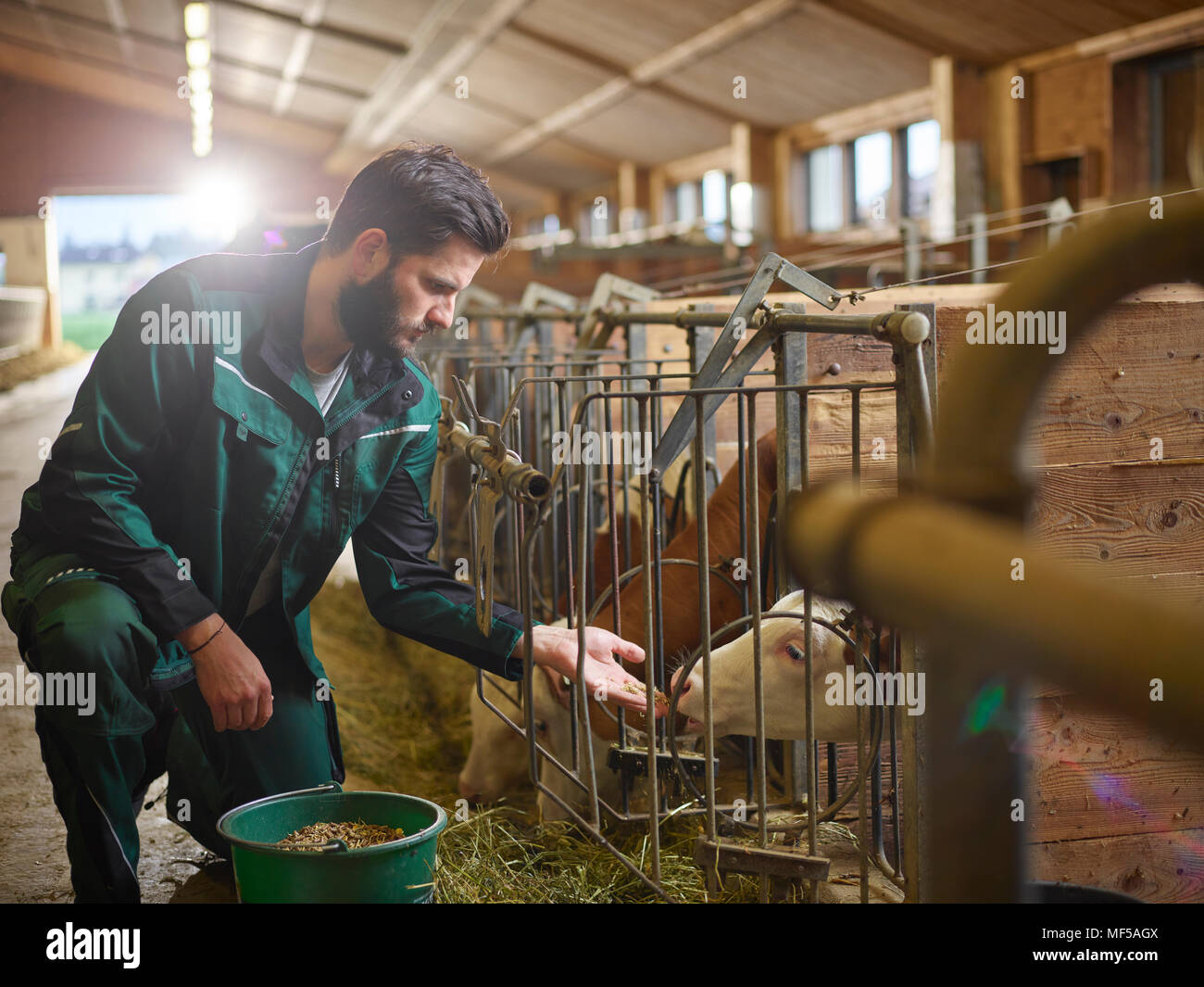 Veau fermier dans l'alimentation stable sur une ferme Banque D'Images