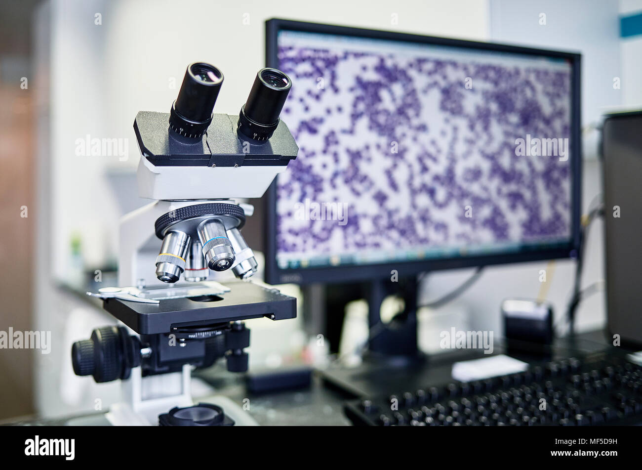 La pratique vétérinaire, microscope et l'écran Banque D'Images