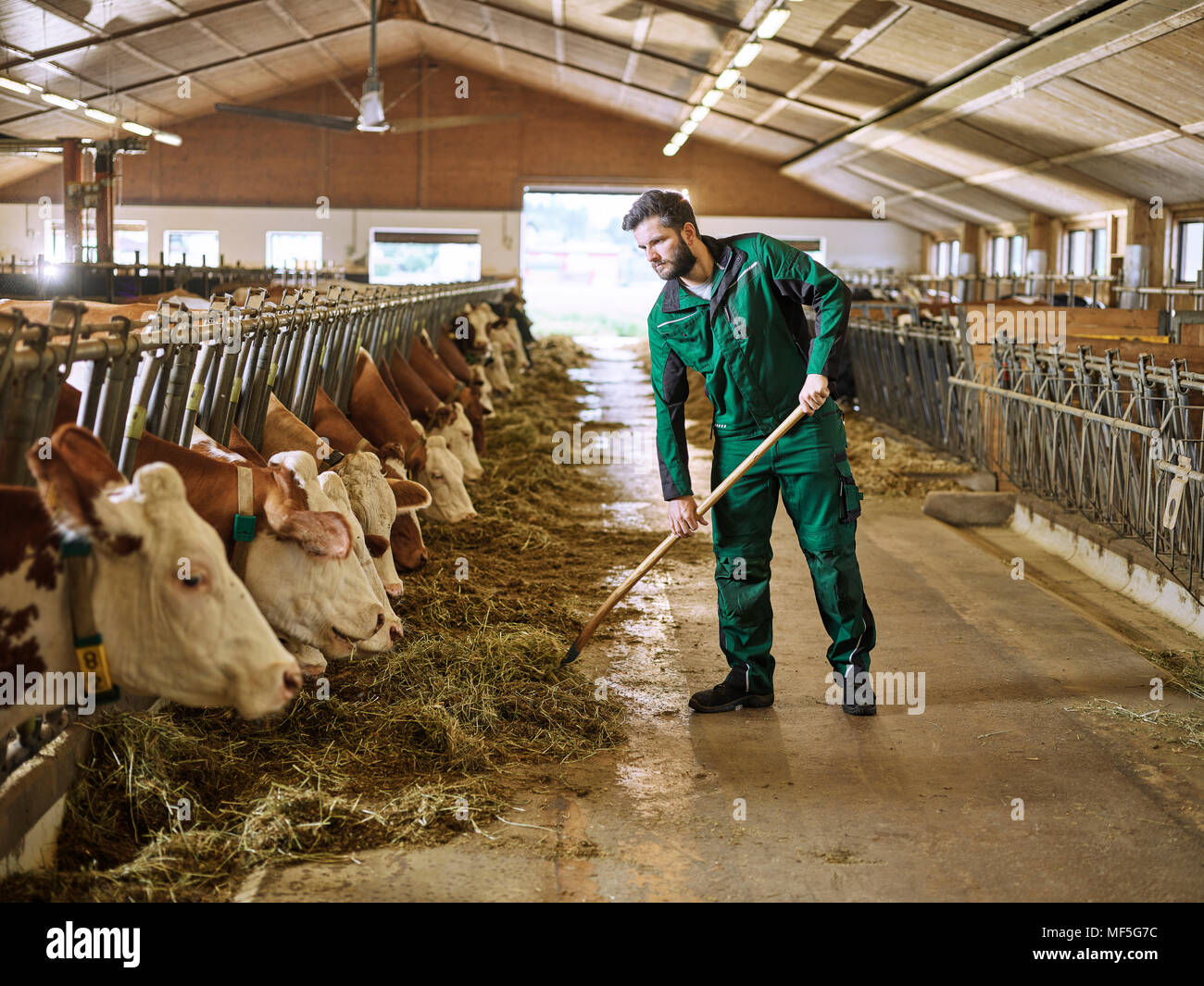 L'alimentation des vaches en agriculteur stable sur une ferme Banque D'Images