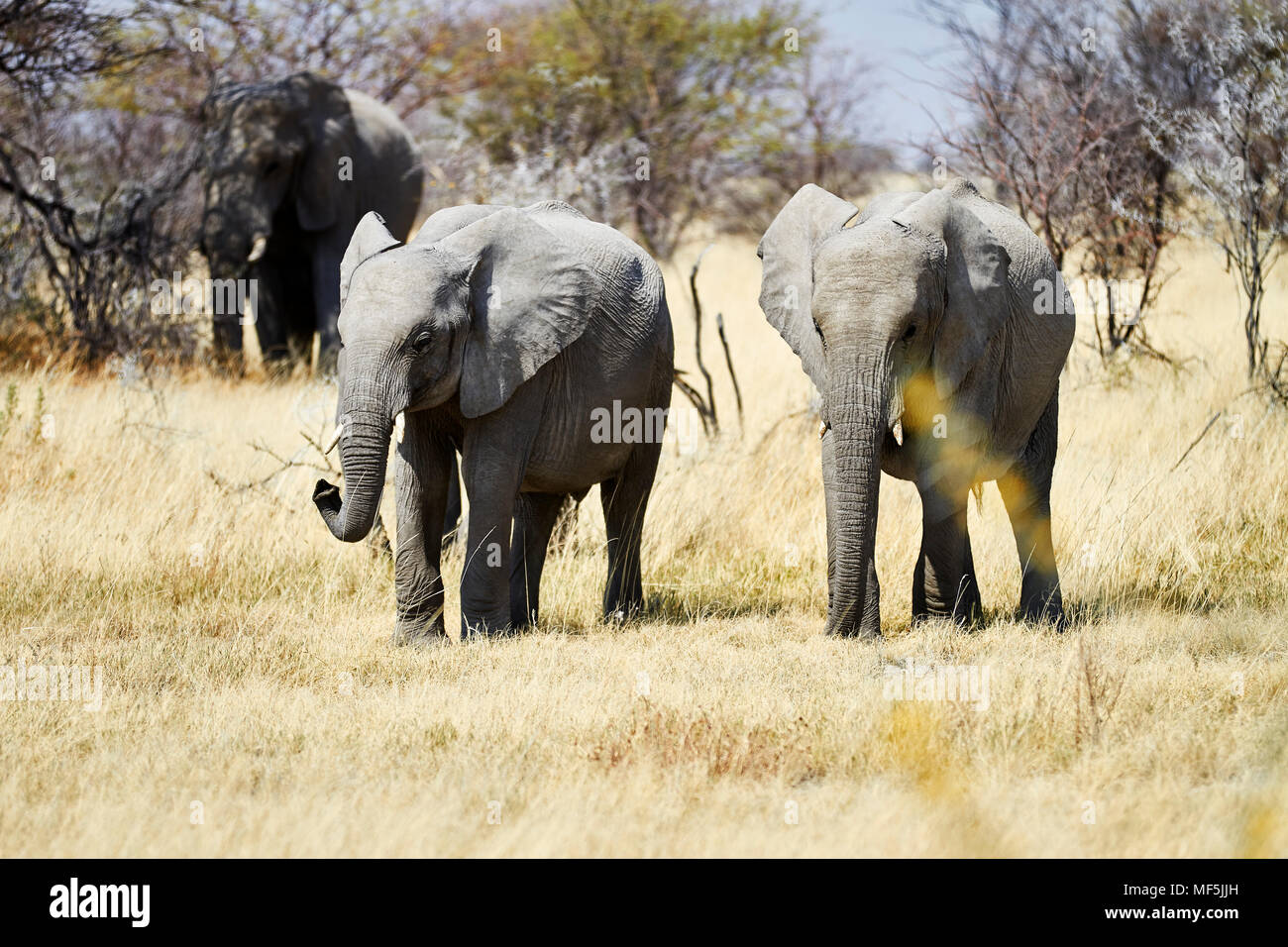 L'Afrique, la Namibie, Etosha National Park, les éléphants d'Afrique, Loxodonta africana, les jeunes animaux Banque D'Images